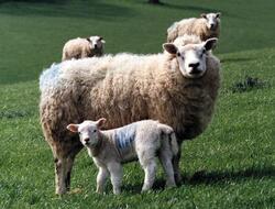 sheep-2