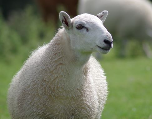 Ewe
