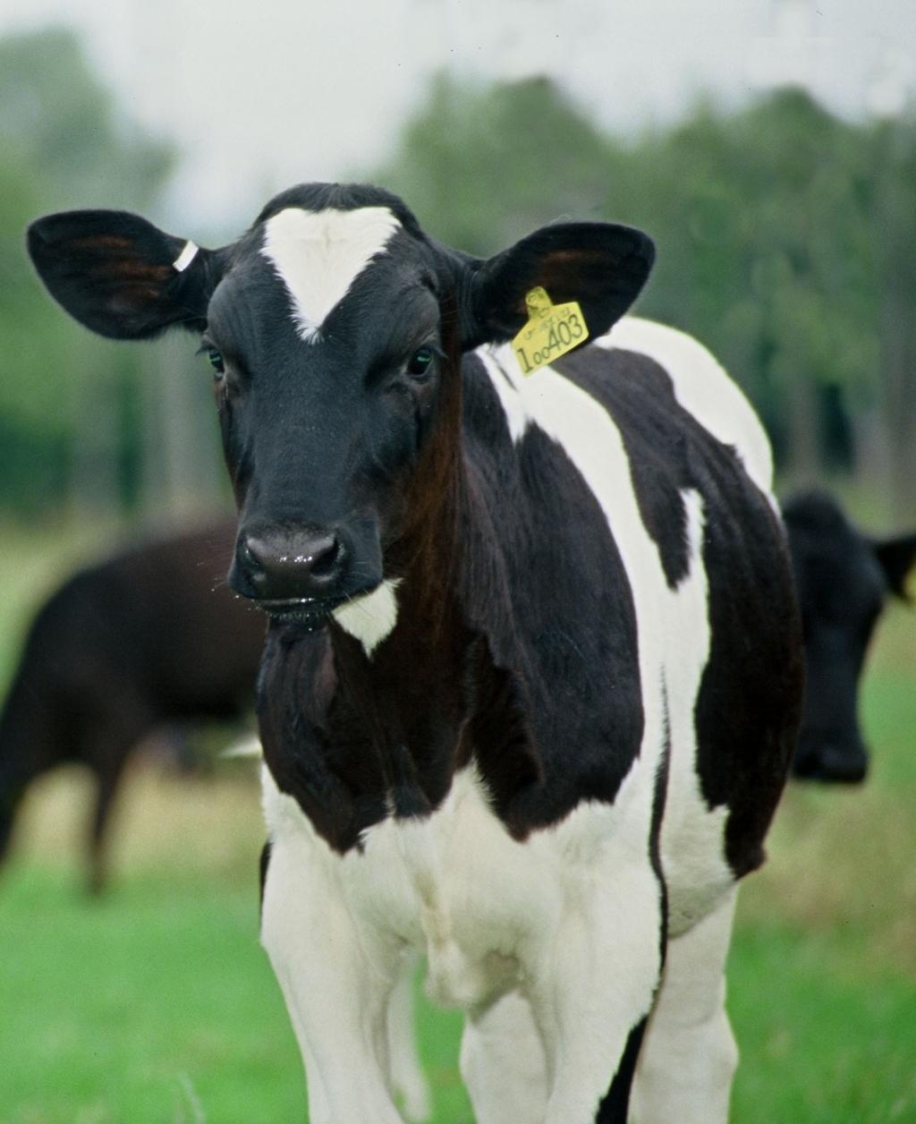 close-up-calf-image-low-res[1]