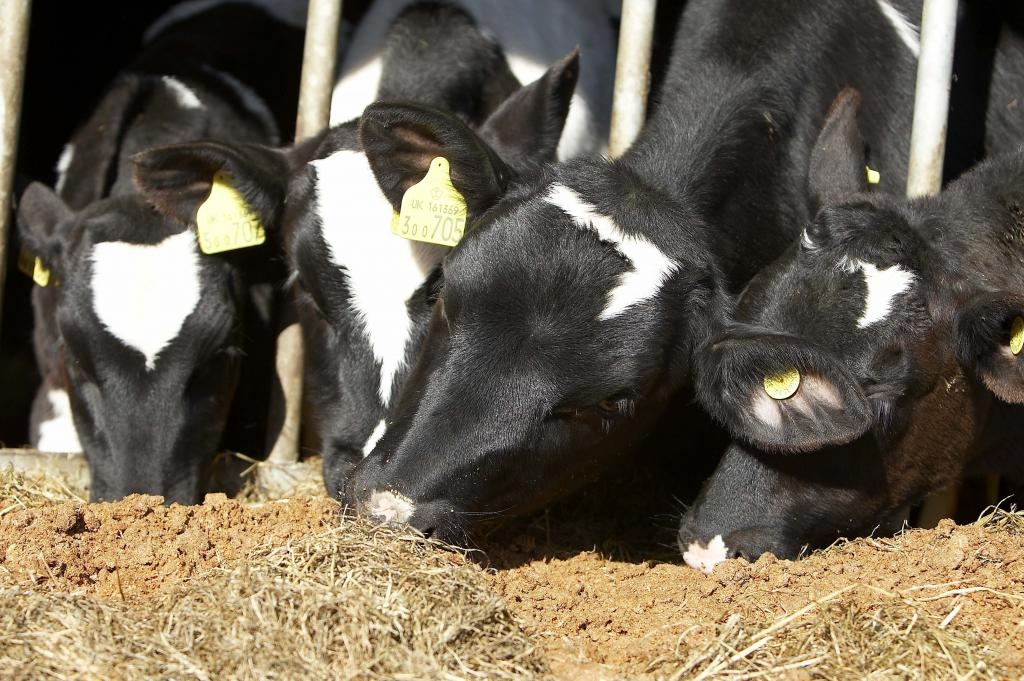 dairy-cow-eating-trafford-gold-low-res[1]