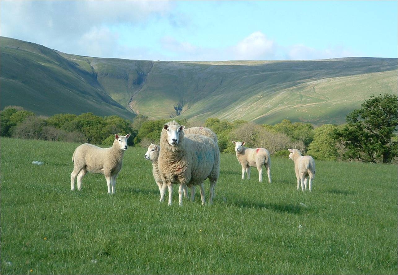 Lleyn Sheep