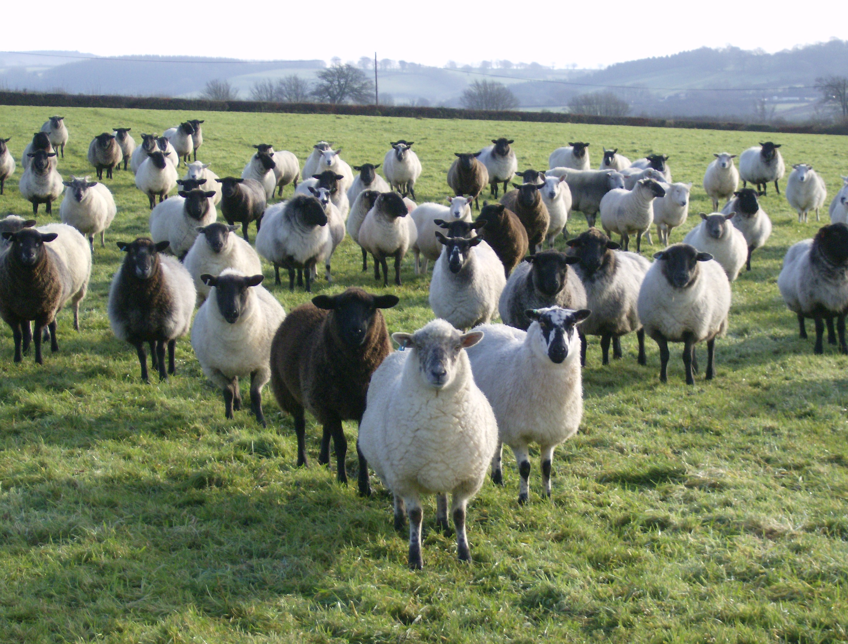 Mixed Mules